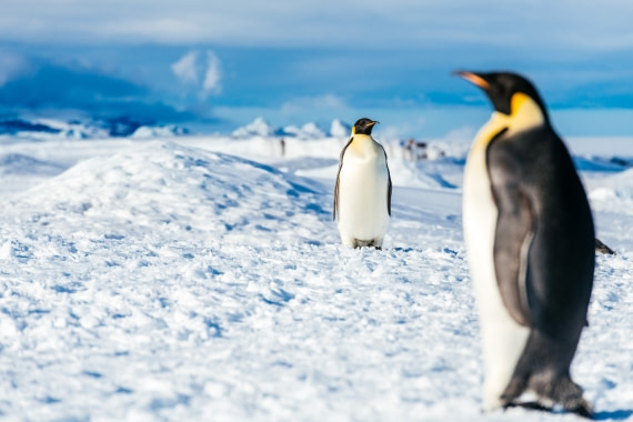Antarctica,-Weddell-Sea,-Snow-Hill---Emperor-Penguin---November-2019-