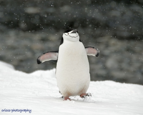 A happy Chinstrap penguin on Half Moon Island