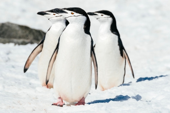 Antarctica,-Half-moon-island---Chinstrap-penguins---November-2019