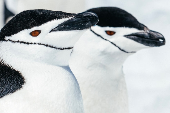 Antarctica,-Half-moon-island---Chinstrap-penguins---November-2019