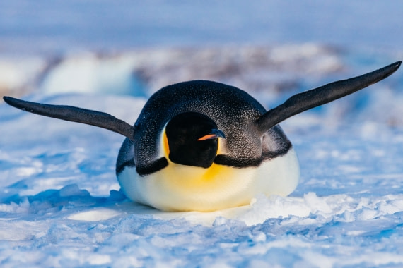 Antarctica,-Weddell-Sea,-Snow-Hill---Emperor-Penguin---November-2019-