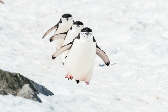 Antarctica,-Half-moon-island---Chinstrap-penguins---November-2019
