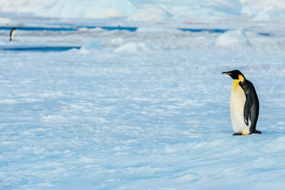 Antarctica,-Weddell-Sea,-Snow-Hill---Emperor-Penguin---November-2019