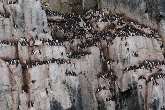 Wohnungsnot: Alkjefellet