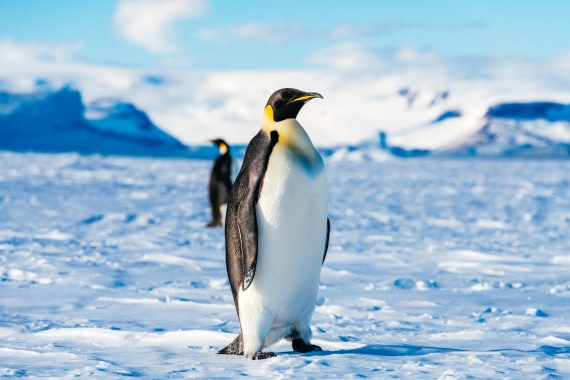 Antarctica,-Weddell-Sea,-Snow-Hill---Emperor-Penguin---November-2019