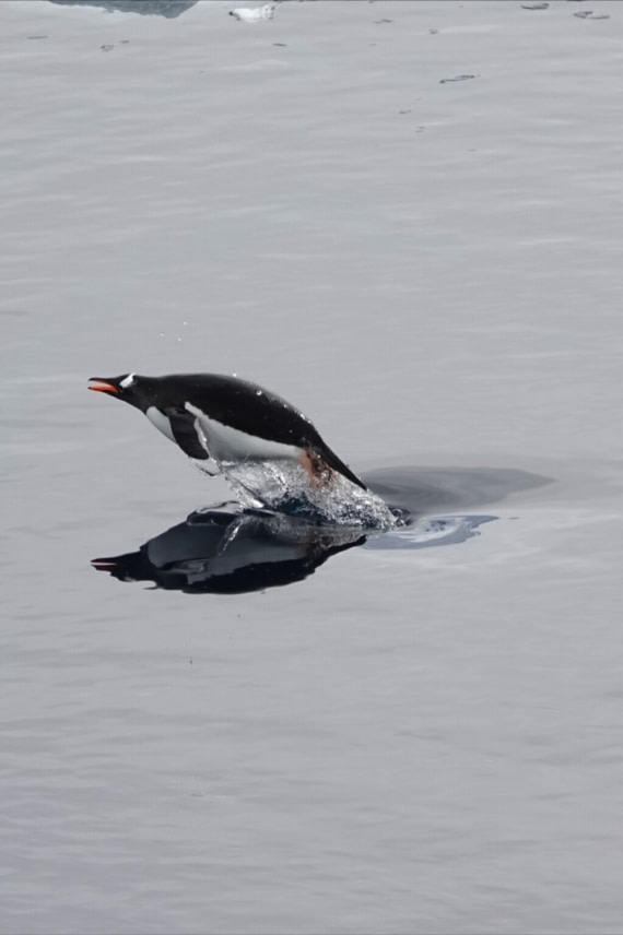 I believe I can dive