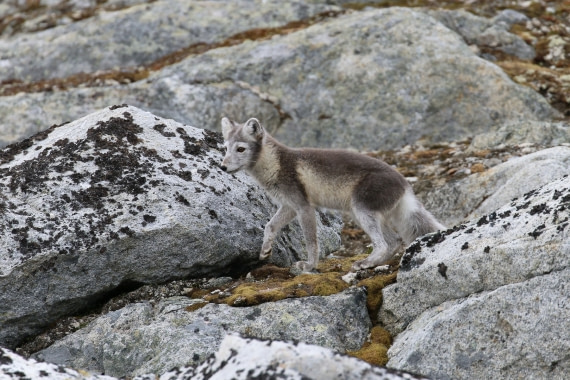 Svalbard Summer 2019