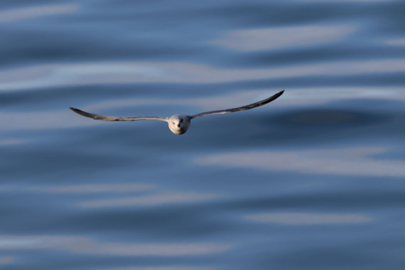 Svalbard Summer 2019