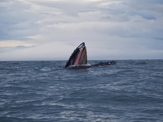 Whale feeding time in Antarctica