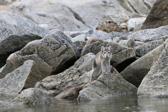 Svalbard Summer 2019