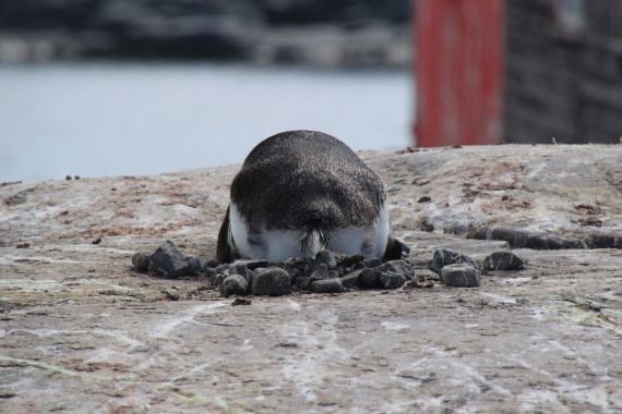 Behind every Penguin......