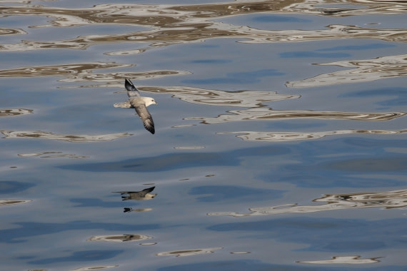 Svalbard Summer 2019