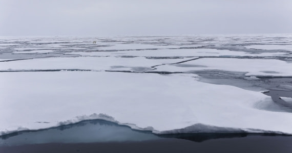 Svalbard Summer 2019