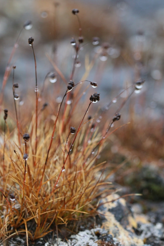 Svalbard Summer 2019