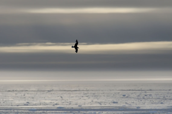 Svalbard Summer 2019