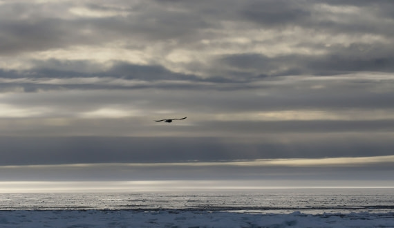 Svalbard Summer 2019