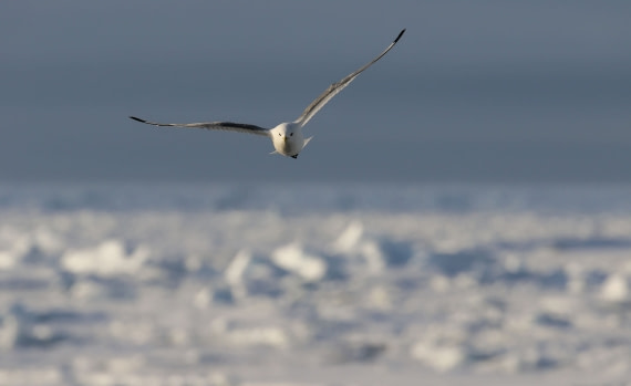 Svalbard Summer 2019