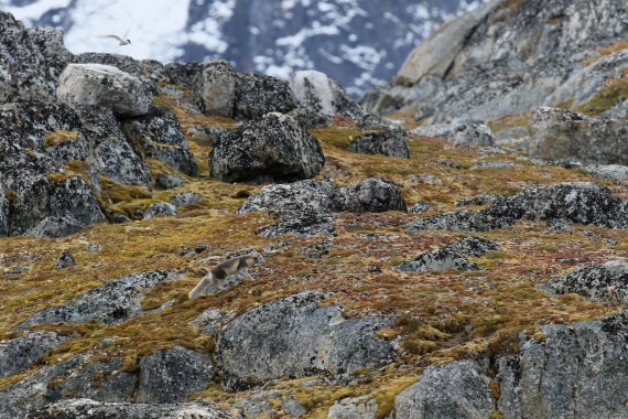 Svalbard Summer 2019