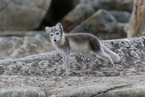 Svalbard Summer 2019