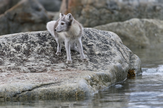 Svalbard Summer 2019