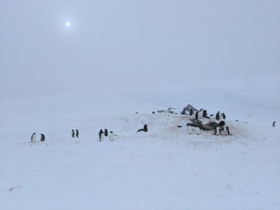 Stony Point Penguins in the afternoon light