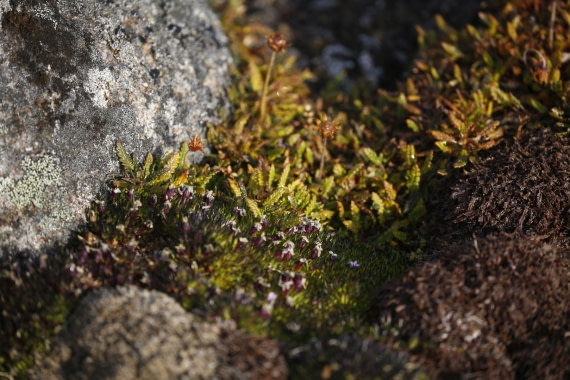 Svalbard Summer 2019