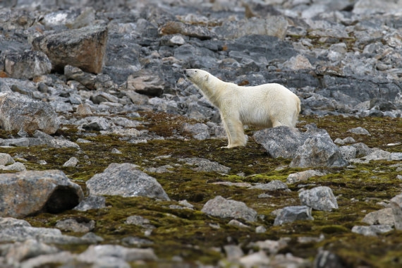 Polar bear, Svalbard Summer 2019
