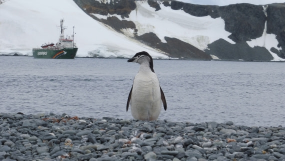 with greenpeace ship