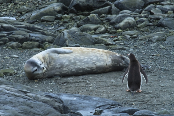 I dare you to come closer!