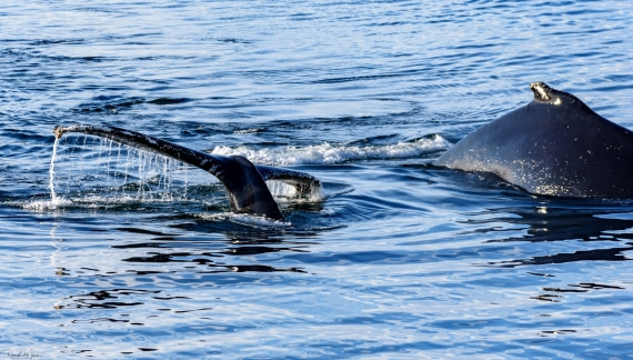 Humpback Whale