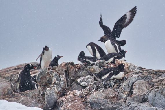 Skua attacking