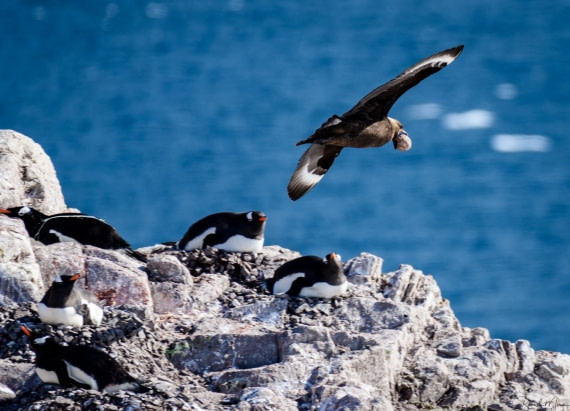 Brown Skua stealing penguin egg © Ramesh Menon - Oceanwide Expeditions