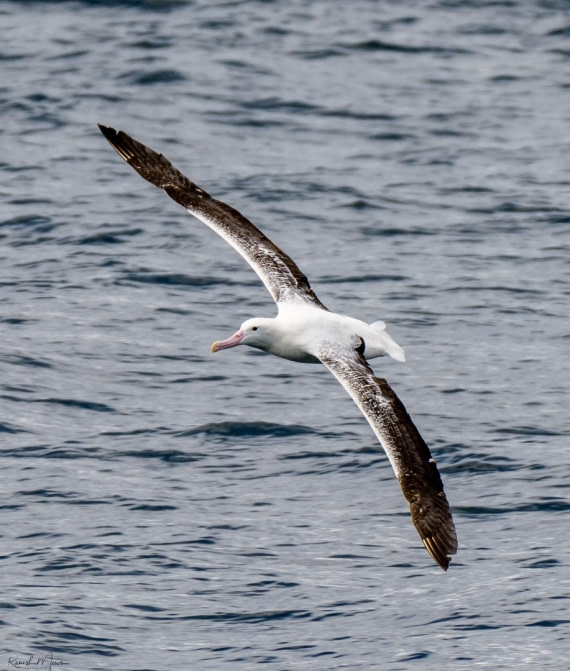Wandering Albatross
