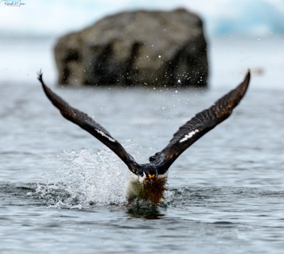 Blue Shag with Algea
