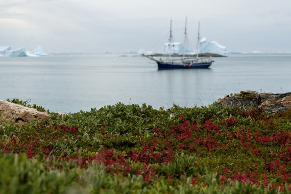 Rembrandt van Rijn, Arctic flora © Olga Lartseva - Oceanwide Expeditions.jpg