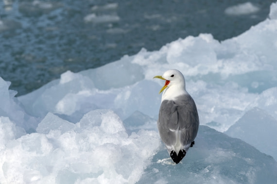 Kittiwake © Olga Lartseva - Oceanwide Expeditions.jpg