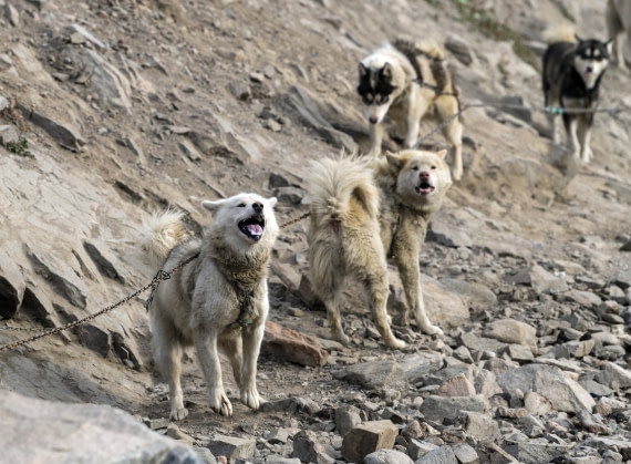 Ittoqqortoormiit; dogs;  (1).jpg