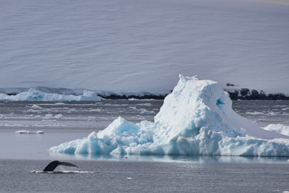A whale tail and an iceberg