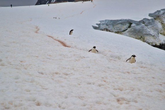 Penguin highway