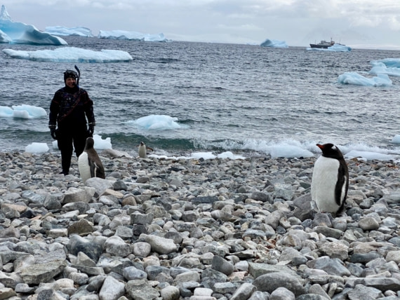 Snorkeling with Penguins