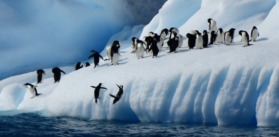 Jumping penguins