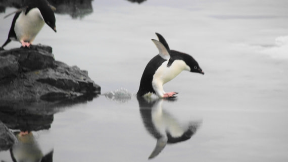 Jumping Penguin
