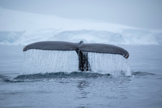 Whale Tail