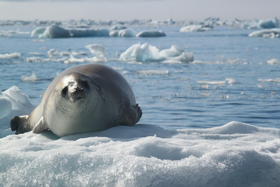 I am looking back at you! -Leopard Seal