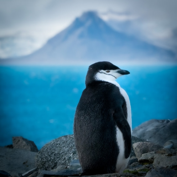 Chinstrap and nature