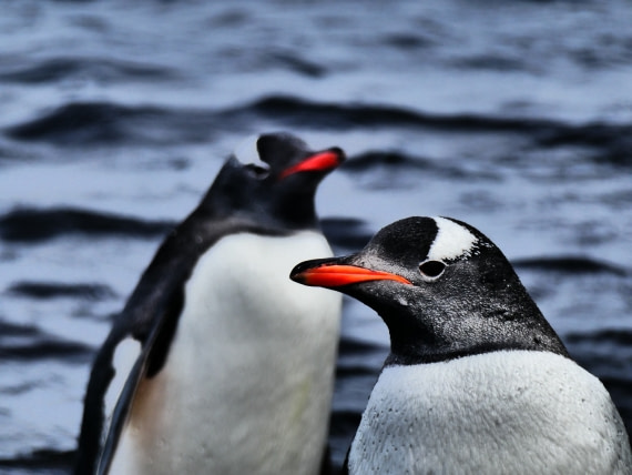 Penguins out of water