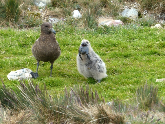 baby bird and a penguin's skin