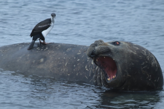 Pissed off Elephant Seal and Cormorant
