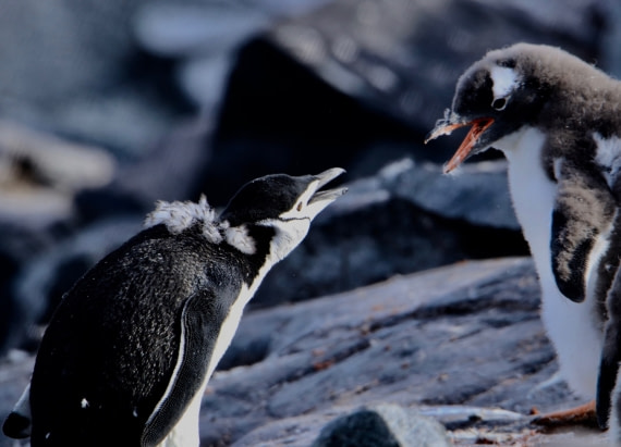 Mr. Chinstrap Meets Mr. Gentoo