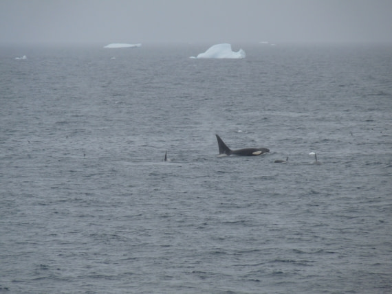 Killer whale's on the way to Whaler's Bay